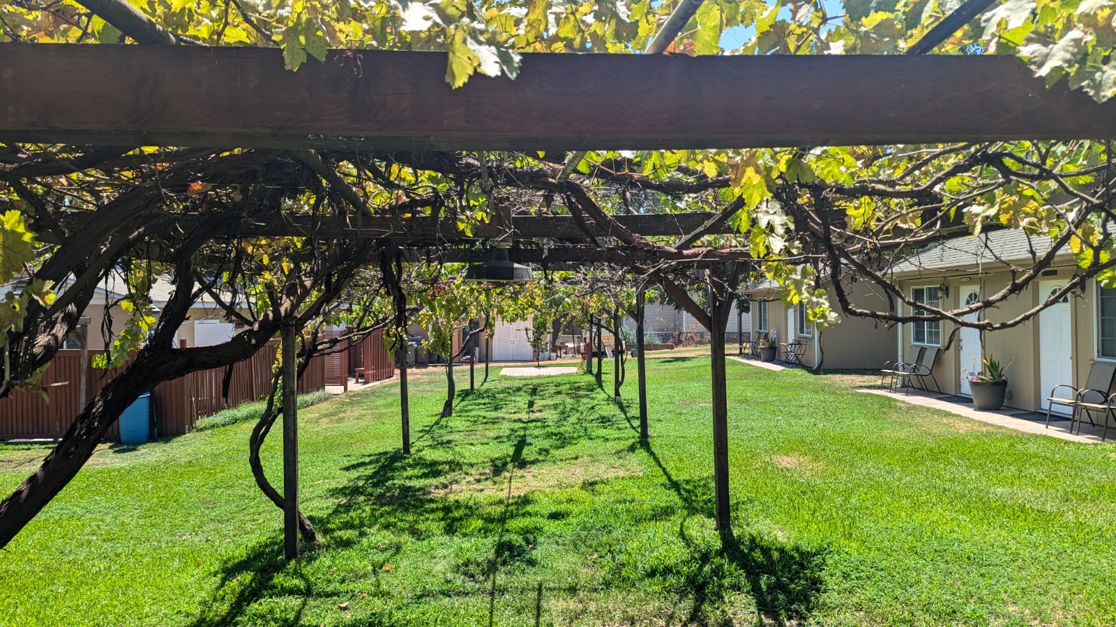 The grapevine arbor stretching across the lawn between the cabins
